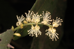 Mallotus intermedius